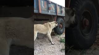 Baby turkish kangal...