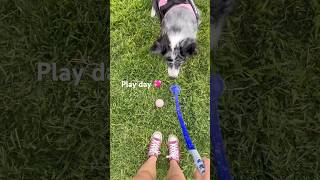 Playing Fetch with my Australian Shepherd 💖