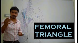 ANATOMY OF FEMORAL TRIANGLE IN ONE MINUITE—FULL LECTURE IN DESCRIPTION