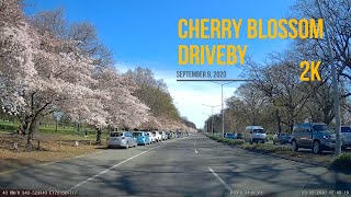 Cherry blossom drive-by, Hagley Park Christchurch