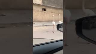 طائر الفلامنگو يتجول في شوارع النجف الاشرف