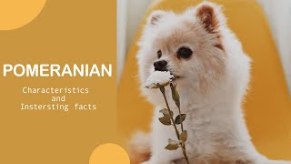 The Pomeranian Dog 101 - Characteristics and more information - Top Dog Facts