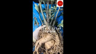 Adenium Desert Rose Before and After Pruning