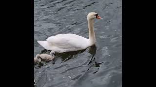 River Thames and little  swans