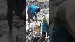 মাসে মাছ #funny #fish #shortvideos