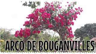 Arco de Bouganvilles Florido