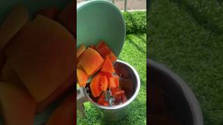 How to make papaya puree for 6 months old babies 👶🏼 || 6 months old baby food #shorts