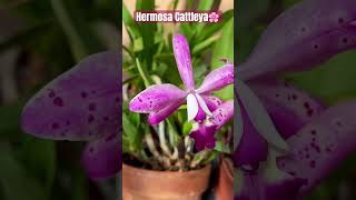 ✅Orquídea Tropical Pointer ‘Cheetah’ 🩷 #shorts#cattleya#orchid#summer#flowers#viralvideo