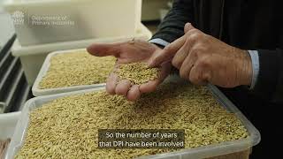 NSW DPI: 100 Years of rice breeding research