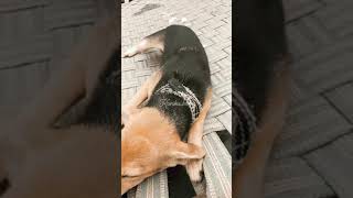 Give a Chance to a Stray Rather Than Buying Expensive Breeds #shorts #ytshorts #dogs