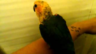 Jenday Conure