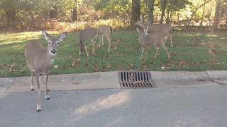 Veterans day deer in Jefferson Barracks