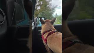 Teddy road trip #funny#dog#pet#canada