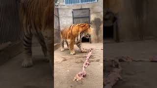 Like, the tiger ate and got scared, cool | Mejores Videos Douyin (抖音) Viral Tik Tok China