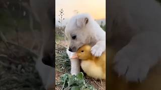 Duck Dog Friendship #dog #viral #shortsfeed #animal #funny #youtubeshort #cute #cutedog#shorts