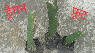 Unboxing of dragonfruit plants|| Dragonfruit plants ki online shopping | #dragonfruit #mysmallgarden