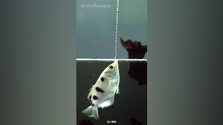 Archerfish | A Fish That Can Shoot Water Cannons