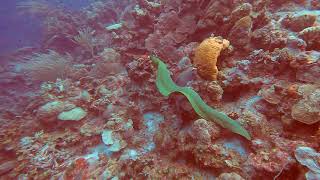 Bonaire 2021 Dive 15 - Mi Dushi