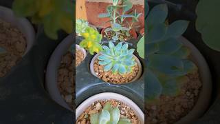 Succulents with Yellow Flowers #shorts #viral #succulent #plants #indoorplants #shortvideos #short