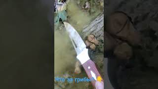 Грибы! Съедобные?