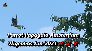 Parrot 🐦Papagaio🐦 W.H. Vliegenbos Amsterdam  Jun-2021 ❌❌❌🐦