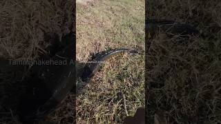 Rod and reel snakehead fishing #tamilsnakeheadangler #shorts