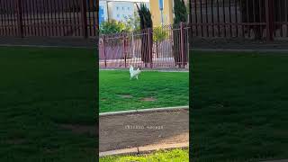 Funny video of chicken escaping in a Phoenix park #shorts