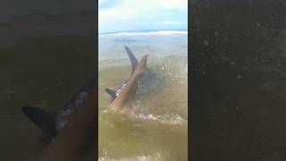 Massive Hammerhead on the beach ⚠️