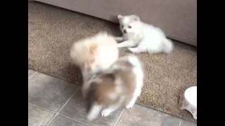 Animal Vines 03 | Cute puppies