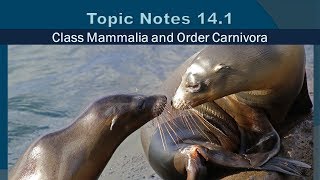 Topic Notes 14.1: Class Mammalia and Order Carnivora