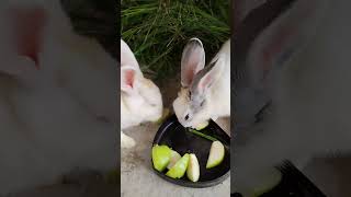 #song #rabbit #bunny #animals #pets #smallrabbits