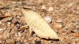 AwA Gumleaf Grasshopper nymph (Goniaea Australasiae)