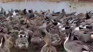 Pintails and wigeon duck farming | duck breeds | beautiful breeds of duck |