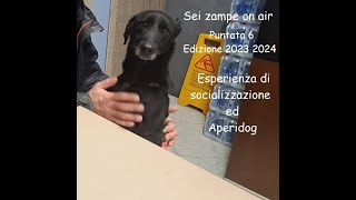 Sei zampe on air  - Puntata 6 - Edizione 2023 2024 - Esperienza di socializzazione ed aperidog