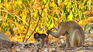 Adult Monkey Trying To Kidnap Baby, Mother Alika Sees On Time And Warn That Monkey