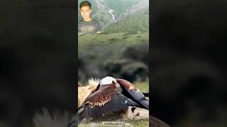 Wild Life Lions  And Wild Eagles Short Clips