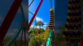 Kumba @buschgardensflorida #shorts #youtubeshorts