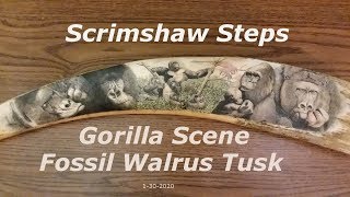 Scrimshaw Steps by Adams - Gorillas