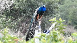 PEACOCK  BEAUTIFUL VIDEO CLIP FREE/POWER LINES