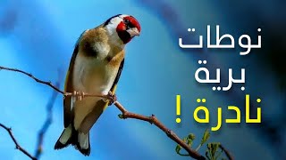 تغريد الحسون البري الأصيل لتحفيز و تهييج الحساسين الأخرى عند سماعه