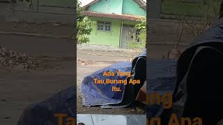 Ada Yang Tau Burung Apa itu !!?