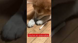 SNACKS IS LIFE ||#shorts  ||#short ||#video ||#viral #trending ||#viralvideo ||#dog |#trendingshorts