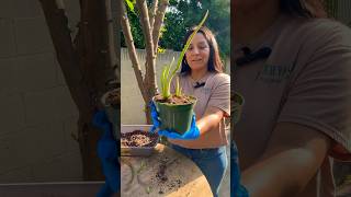 Aloe Vera plant offshoots! #aloevera #succulents #propagation #plants #succulentsforbeginners