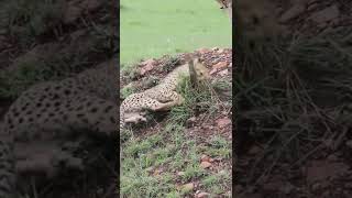 Coming into Contact with A Playful Cheetah Cub!🤔#shorts #safari #travel #travelling