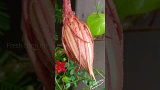 Brahma Kamal | Epiphyllum oxypetalum #brahmakamal #flowers #garden #shorts