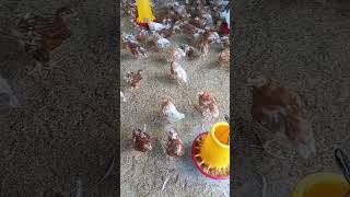 pullet ayam petelur singkawang    #peternakan #ayam #kalimantan #fyp #viral #indonesia