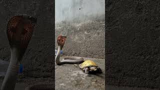 कछुआ और सांप का अद्भुत नजारा  😱🐍 #snake #shorts #youtubeshorts