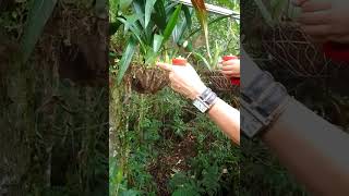 sitio único en Mérida la casa de los angeles del sol. un santuario de colibríes en Mérida Venezuela