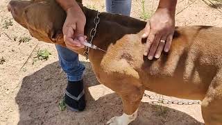 Esquema de manutenção para os cães! ensinando aplicar injeção subcutâneo e intramuscular