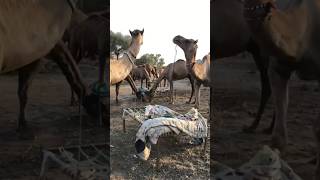 Camels #camel #animals #youtubeshorts #youtubevideos #camelcolor #ytshorts #goat